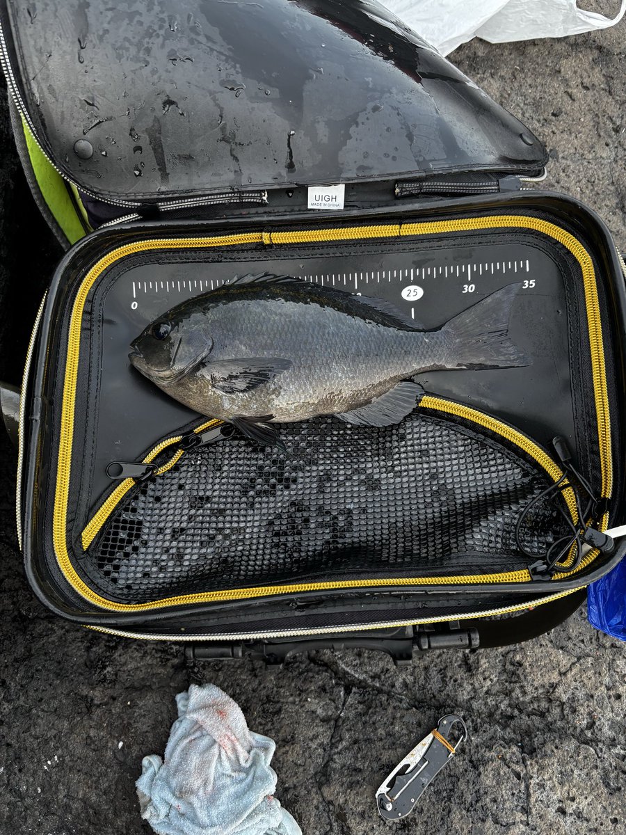 kikku キク七番隊長 tweet media