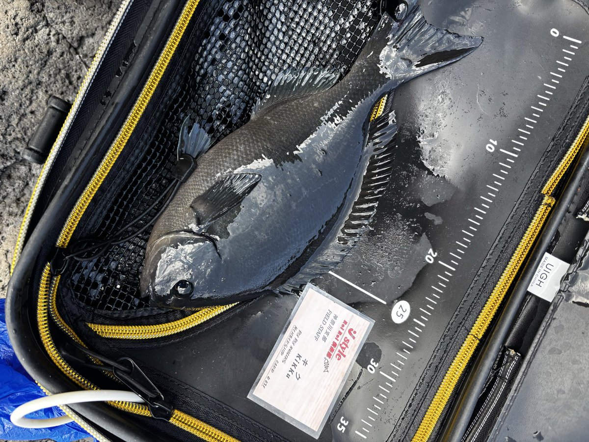 kikku キク七番隊長 tweet media