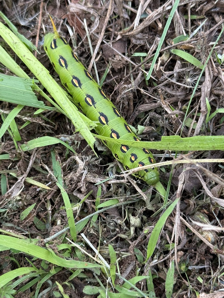 CharlieWat54909's tweet image. More fish bait crawlin’ around the ranch…#livingthedream #rvlife #rvliving #outdoors #texasliving