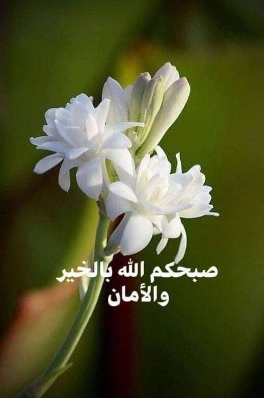 فاطِمَة صدّيقةٌ شهيدةٌ tweet media