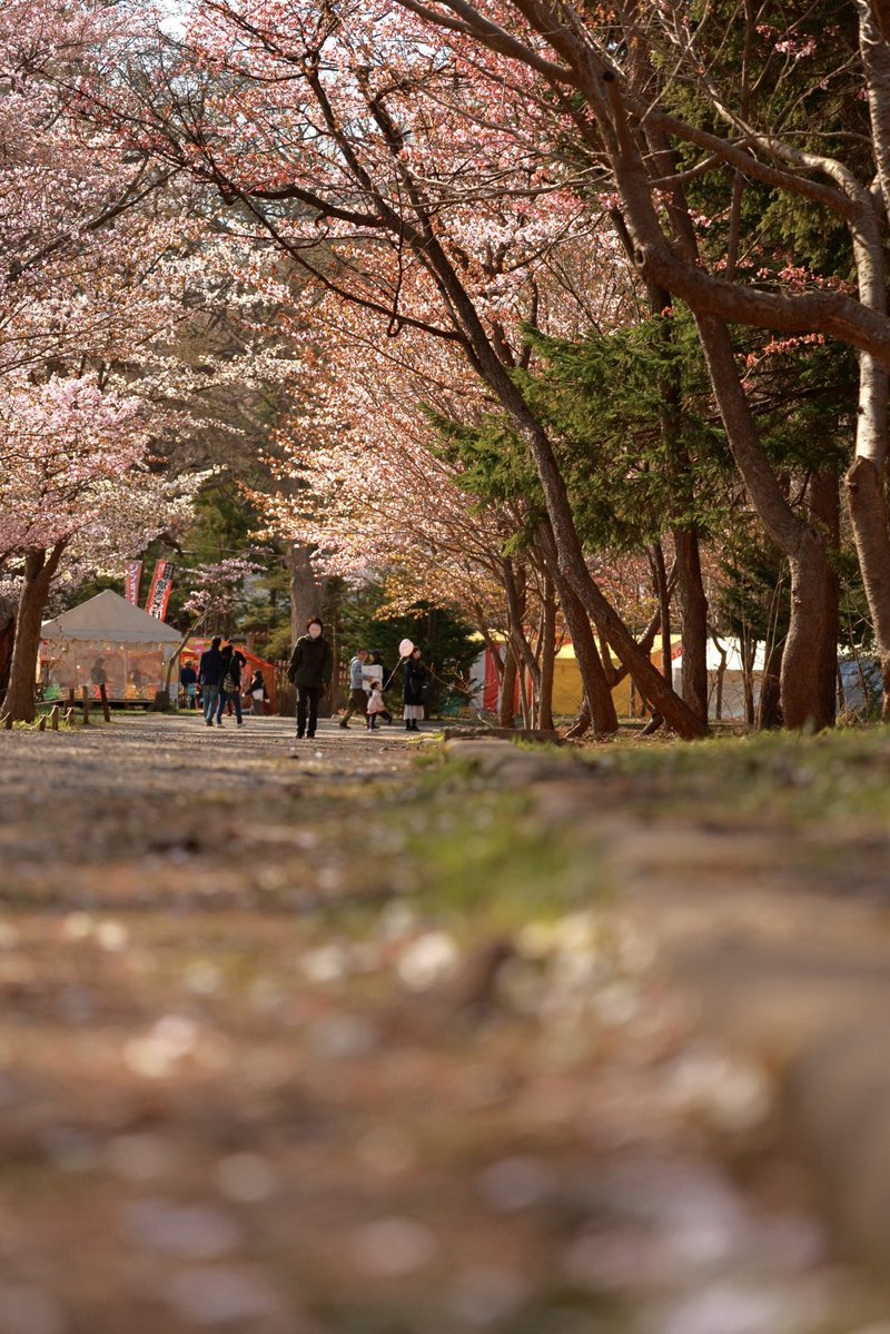 Shi_yun2024's tweet image. 北海道もやっと春らしくなってきました

#photography
#photo
#写真
#鳥
#春