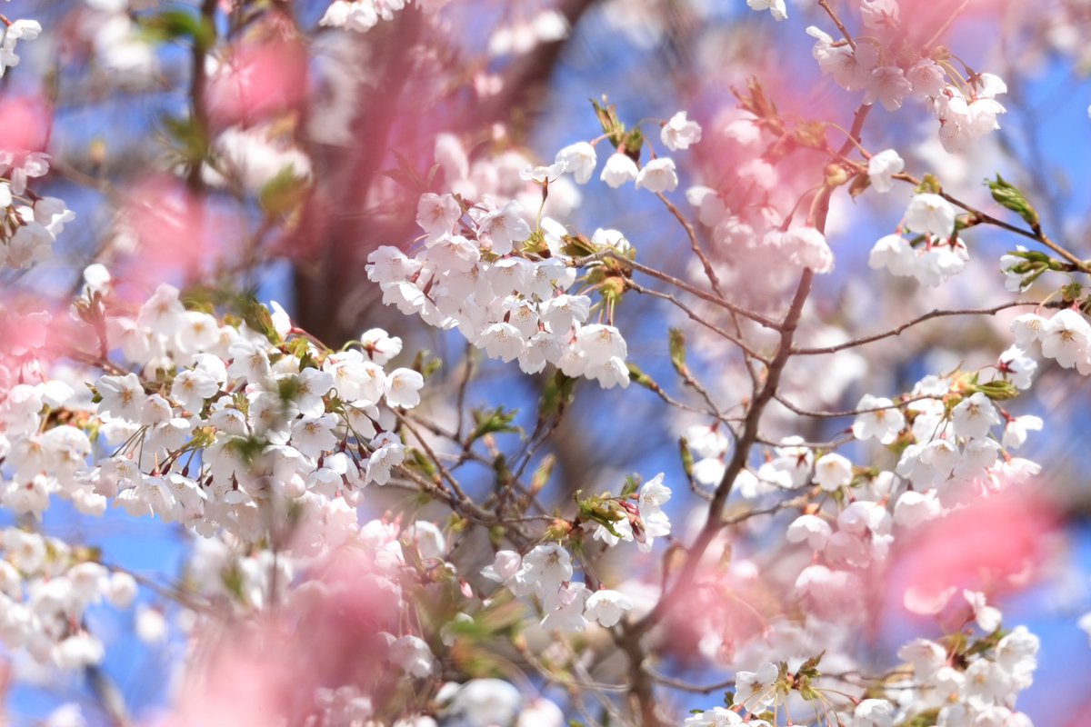 Shi_yun2024's tweet image. 北海道もやっと春らしくなってきました

#photography
#photo
#写真
#鳥
#春