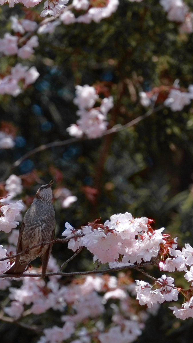 Shi_yun2024's tweet image. 北海道もやっと春らしくなってきました

#photography
#photo
#写真
#鳥
#春