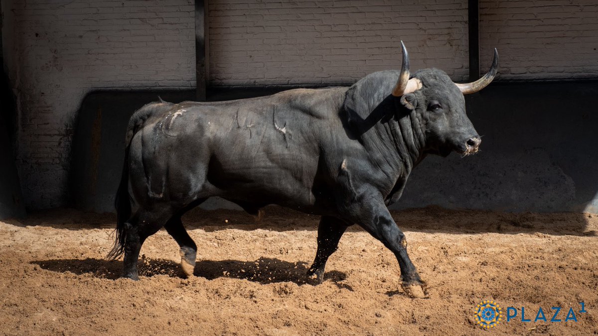 LasVentas's tweet photo. [📸 𝗘𝗡 𝗙𝗢𝗧𝗢𝗦] Lote de Fco. José Espada. Nº 923, 'Camarito’, segundo de la tarde. Nº44, 'Estorvo', quinto de la tarde de Couto de Fornilhos.
#LasVentas https://t.co/Q2rxw45gpD