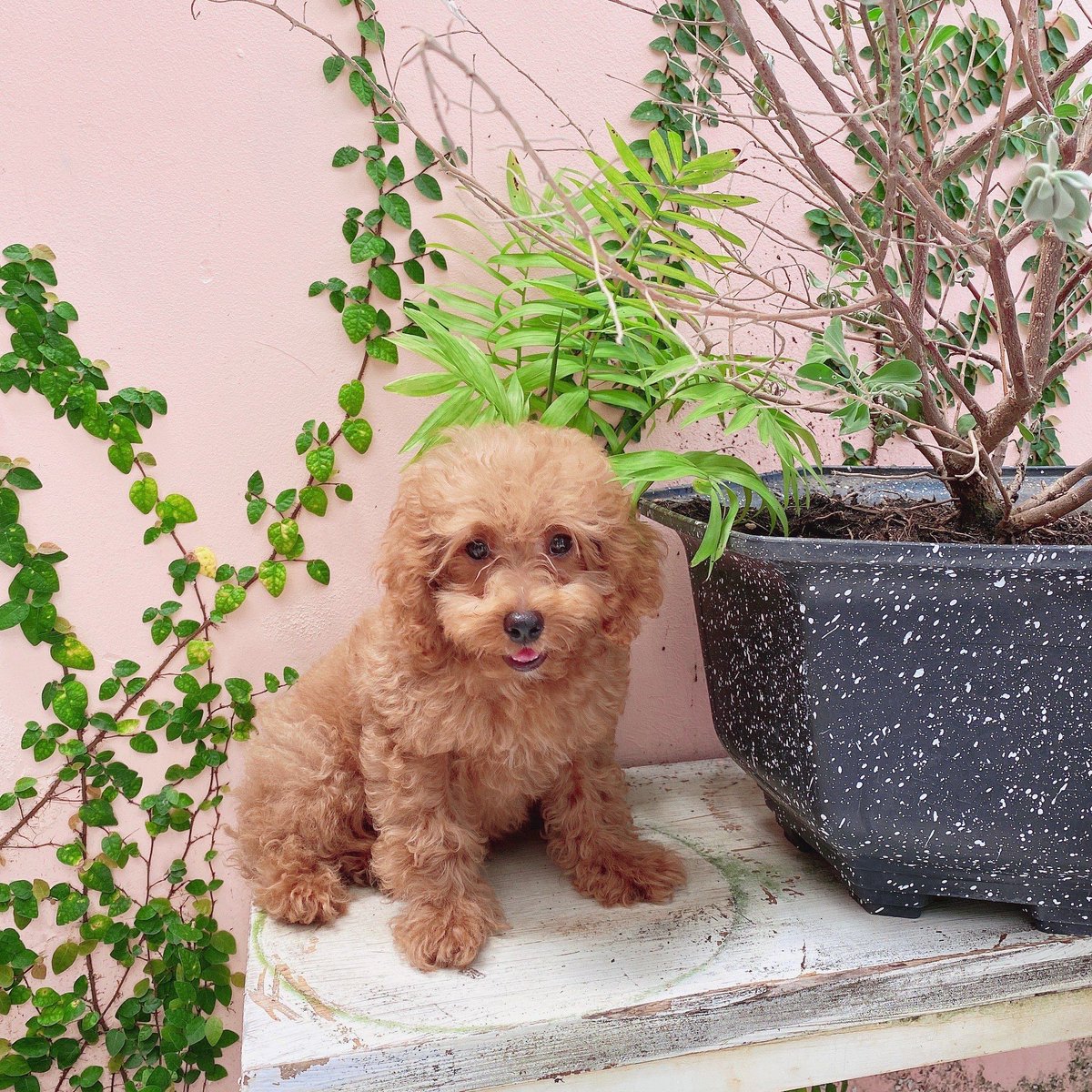 Cilin (mainnet arc) tweet media