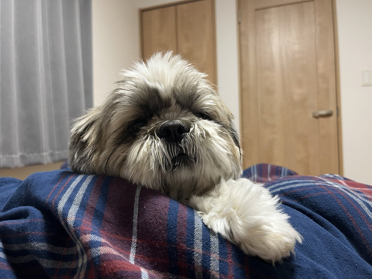 大きいシーズーたぬきち tweet media