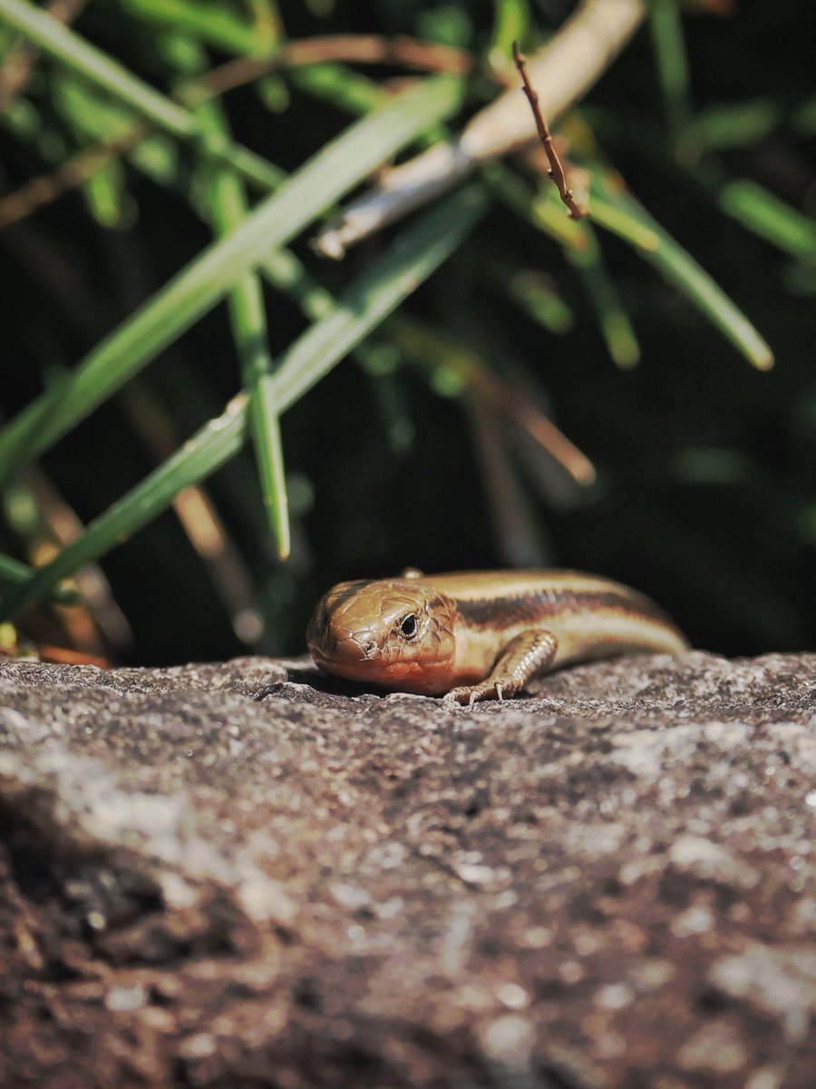 mato_0661's tweet image. おつかれさまでした
ひょっこりトカゲ
#canon #eosr6 #photography #ファインダー越しの私の世界 #キリトリセカイ