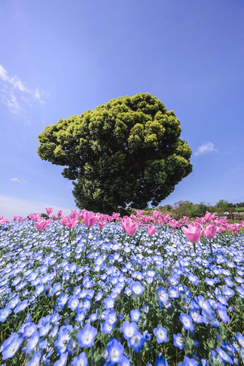 Nikonphoto29's tweet photo. ネモフィラ×チューリップ https://t.co/P0i9w4RucS