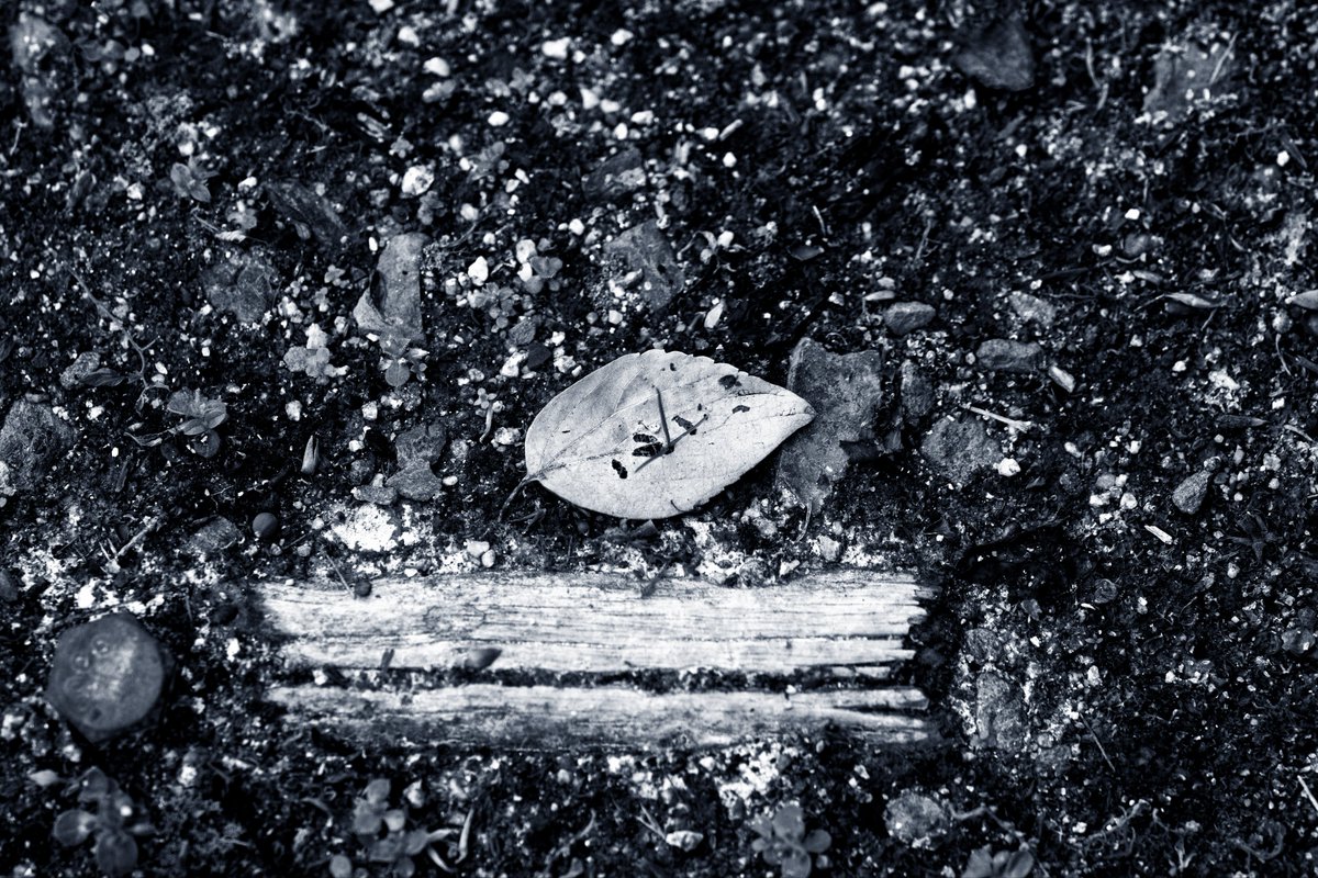 kaleidosco0229's tweet image. #キリトリセカイ
#monochrome