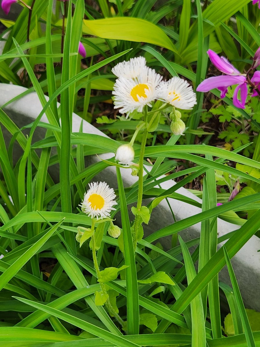 髭さん tweet media