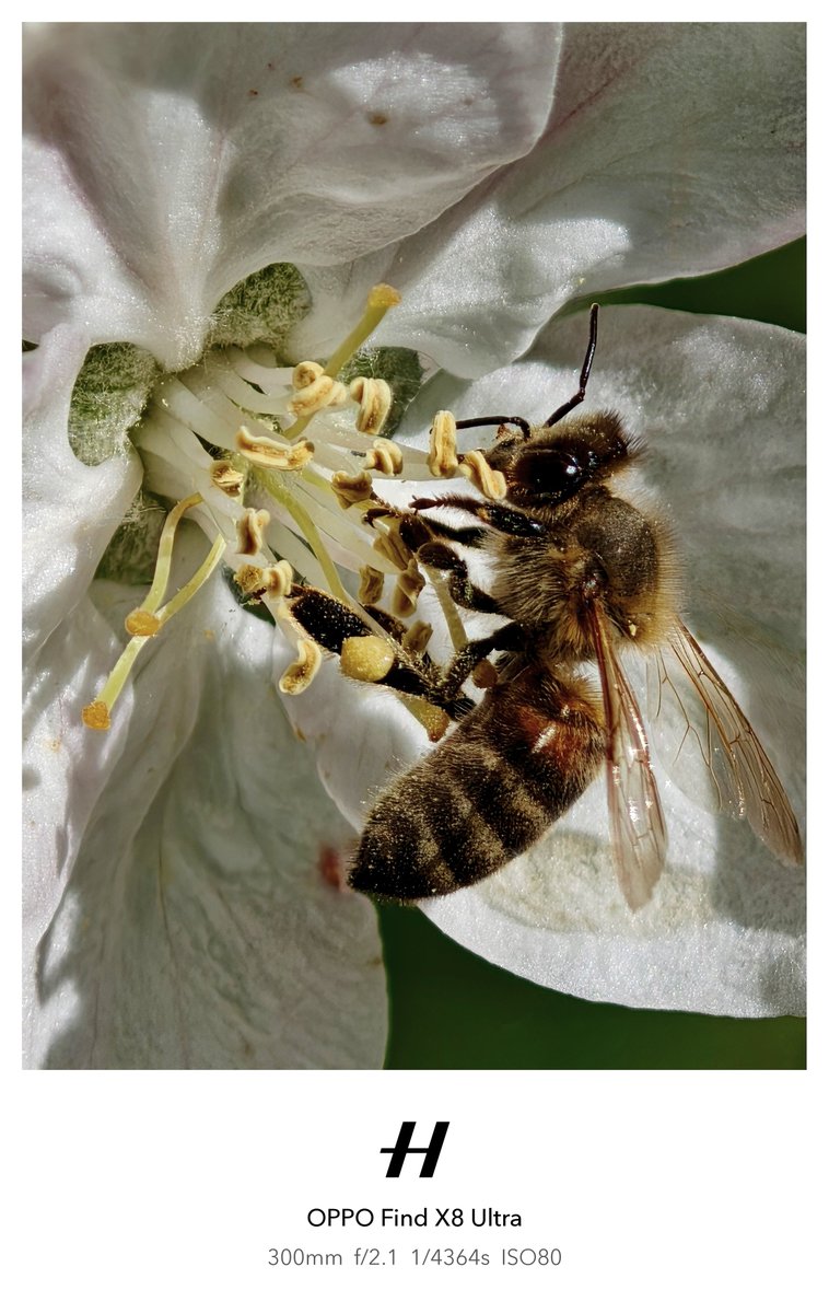 behnke_lars's tweet photo. More ISZ shots taken with the #FX8U's 3x camera, #SOOC. Unfortunately the #FX7U wouldn't focus when hunting bees.

#ShotOnSnapdragon #ShotOnOPPO #FindX8Ultra #Hasselblad #HyperToneCameraSystem https://t.co/wTKi6VeZwg