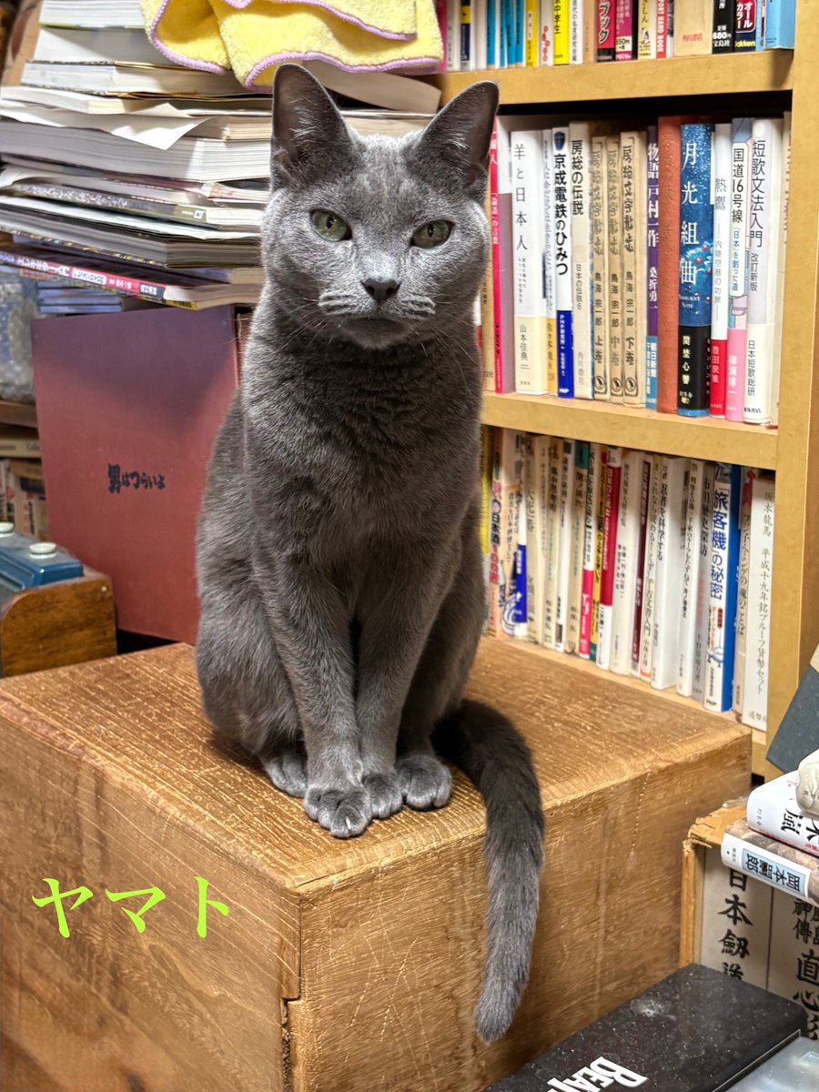 今夜のヤマトくん🐈‍⬛
閉じ込めたね😿
火は危ないからね😅
愛馬15着だったね😿
無事なら次があるよ😊