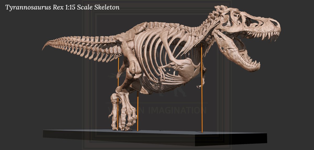 vitaimagination's tweet image. This is a 1:15 scale full-body Tyrannosaurus Rex skeleton model printed in a pose requested by the customer.
I also create and sell a variety of dinosaur and skeletal models, so if you’re interested, please feel free to send me a message anytime.
#Tyrannosaurus #trex #skeleton