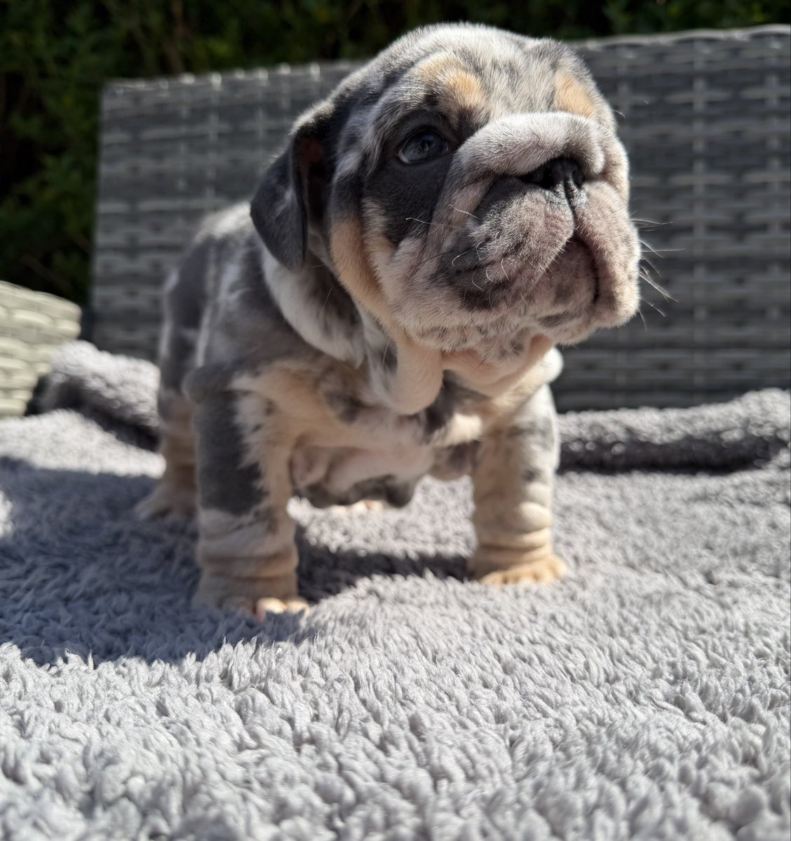 JodieTamber's tweet image. Baby Billy 🏡 
Serious enquiries only 💙

#englishbulldog #puppy #puppiesforsale #englishbulldogpuppy #englishbulldogpuppyforsale