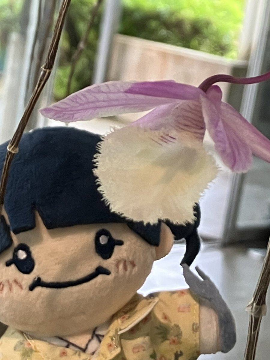 SchanHime's tweet photo. #ちびまゆと沖縄 https://t.co/Ftvikcr50l