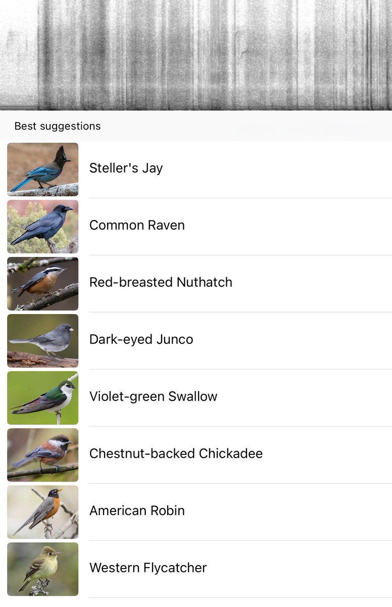 wheeler244's tweet image. Woke up to all these sounds this morning. Anyone else loving the @MerlinBirdID #wawx #pnw #nature #sounds