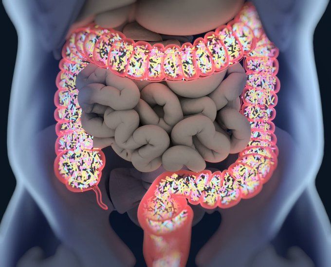 MZora0419's tweet photo. 6 años en el gimnasio me enseñaron esto: La salud intestinal lo cambia todo.

Si quieres mejorar tu salud intestinal, aquí tienes todas las recomendaciones que se me ocurrieron:

1.  Deja de beber alcohol. https://t.co/4sKsLfubQd
