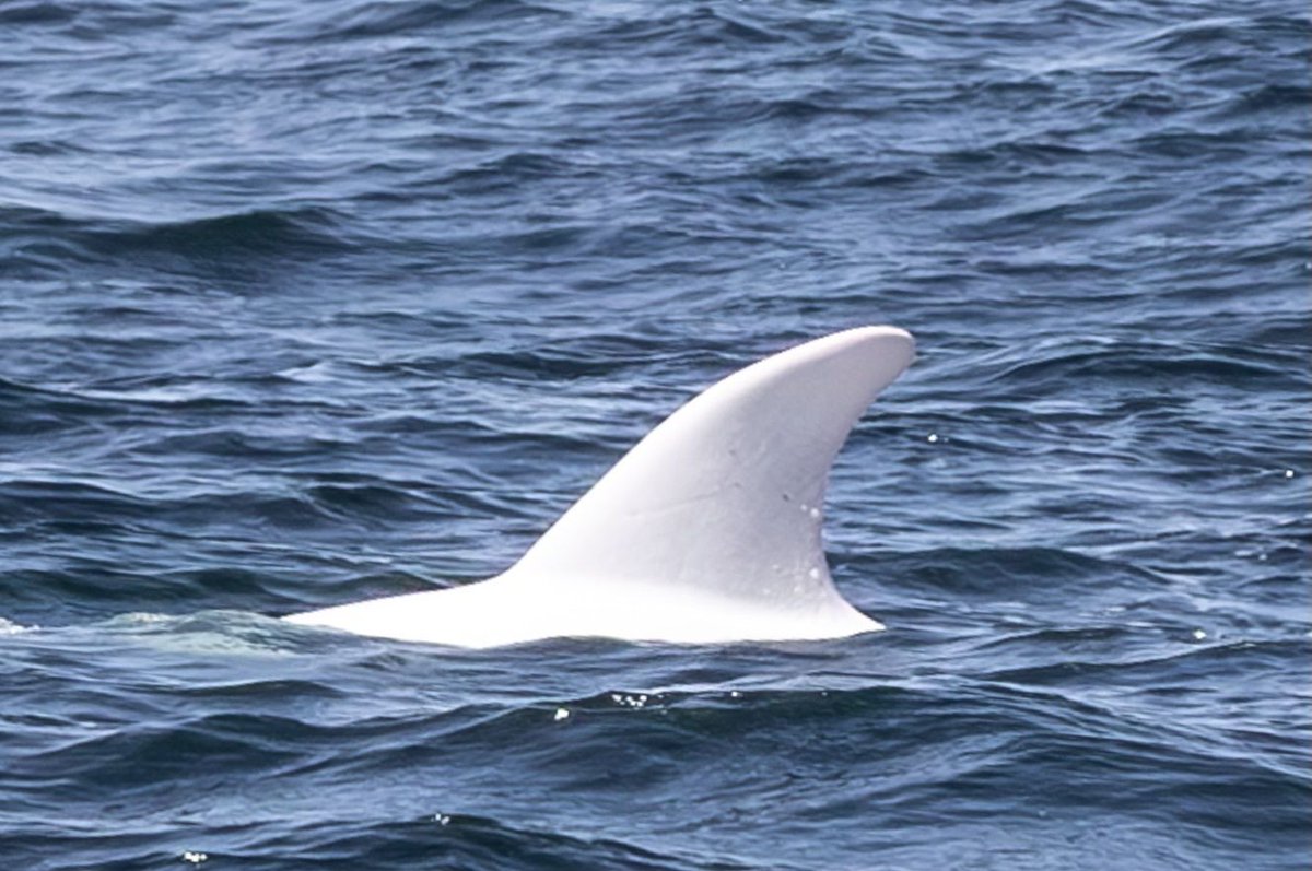 World Ocean Day tweet media