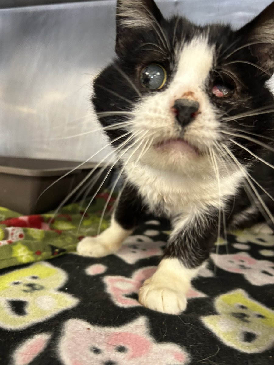 monkey & zoe ❤️ oreo 🌈 tweet media