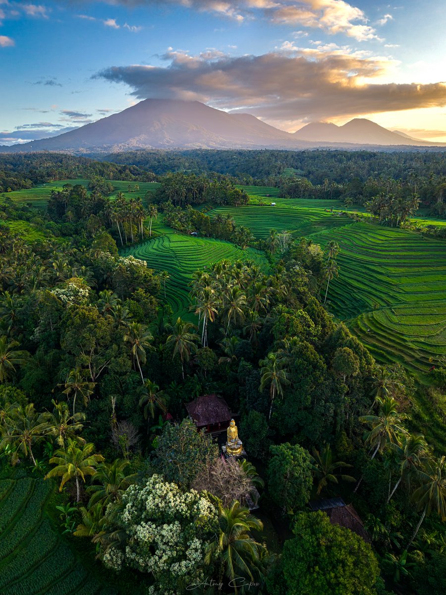 Purely Green tweet media