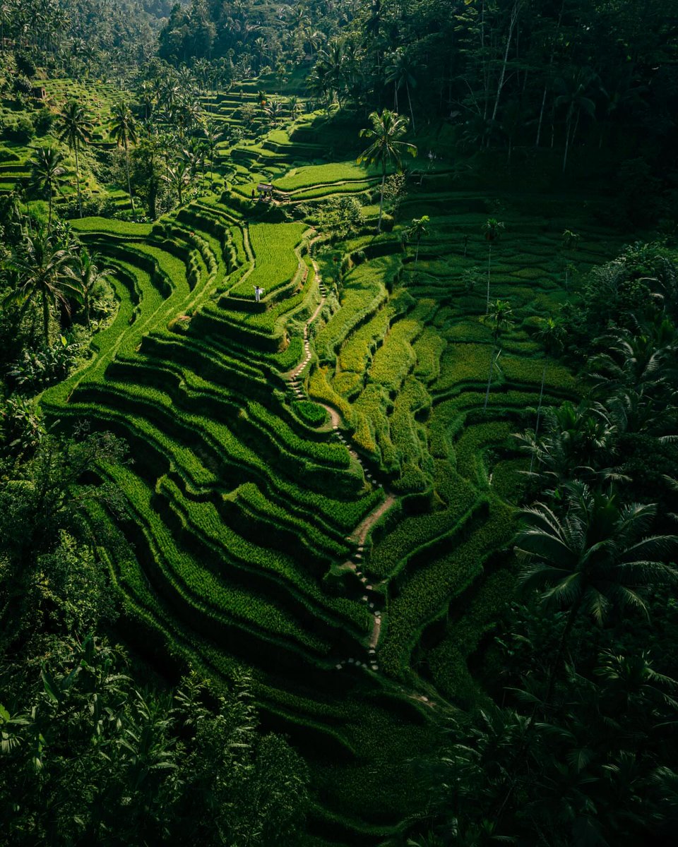Purely Green tweet media