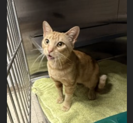 HollywoodDogs's tweet image. Sweetie Pea, a 1-year-old orange tabby at a full shelter in #Killeen, #TX, needs a forever home, a foster home, or rescue adoptapet.com/pet/47818878-k… #URGENT #tabby #AdoptableCatofDay 🐱