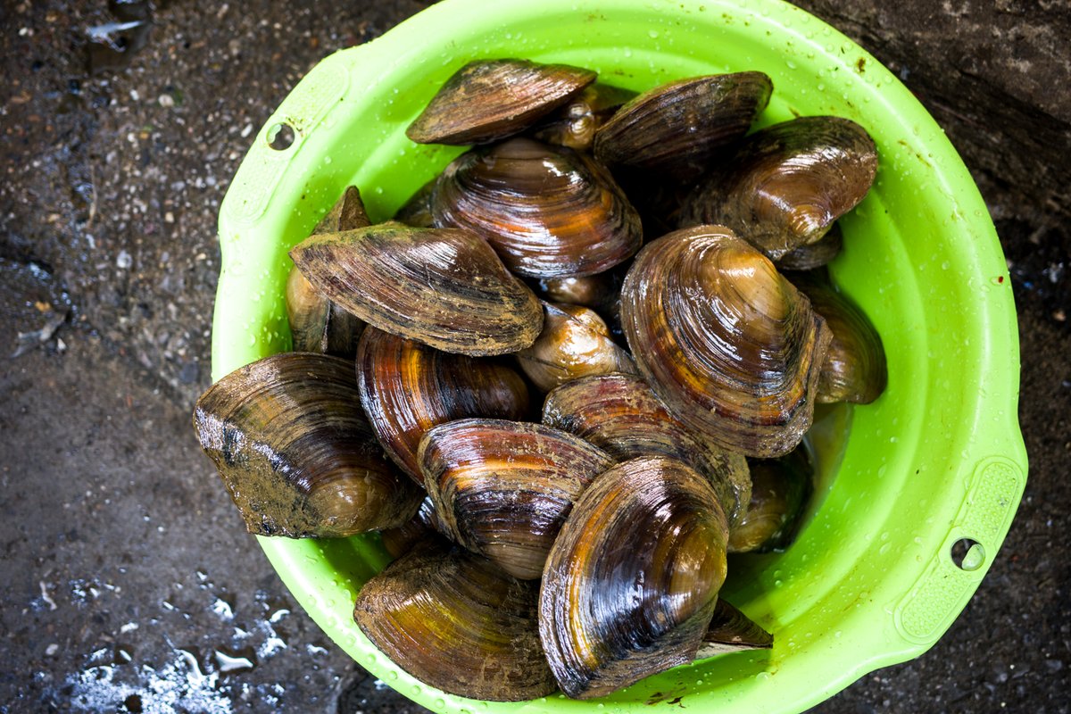 お茶の専門店HOJO tweet media