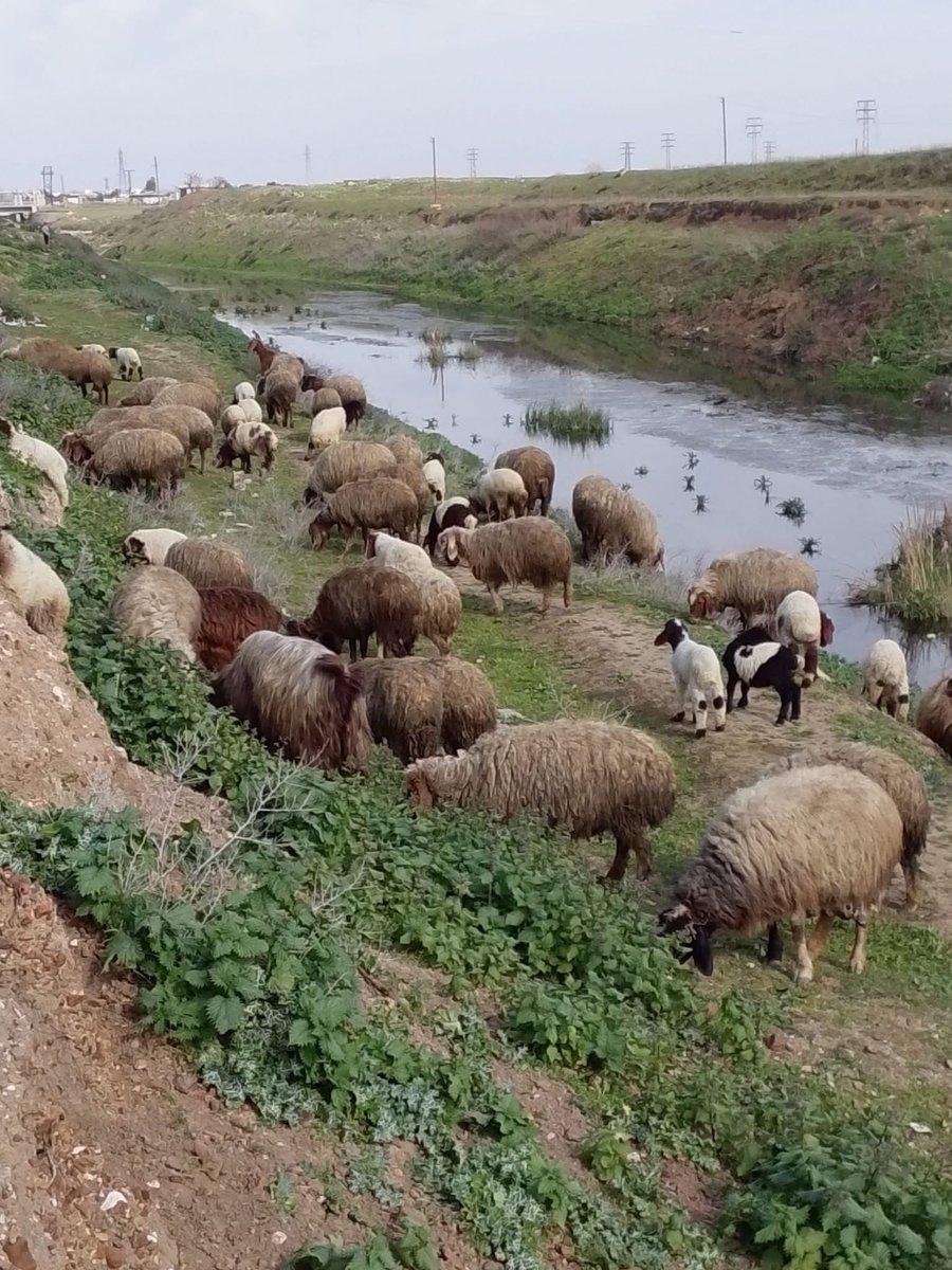 محي الدين النعيمي tweet media