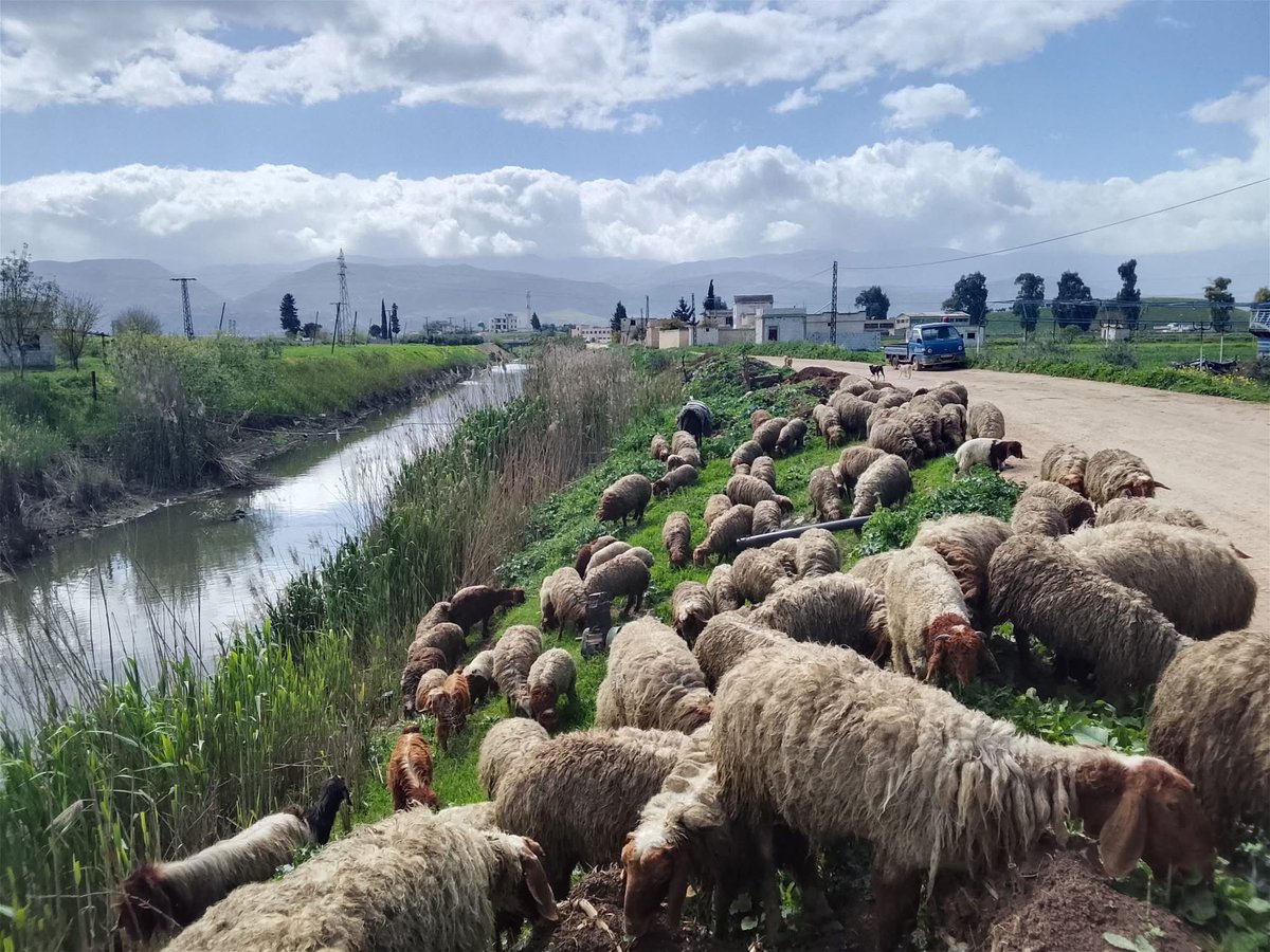 محي الدين النعيمي tweet media