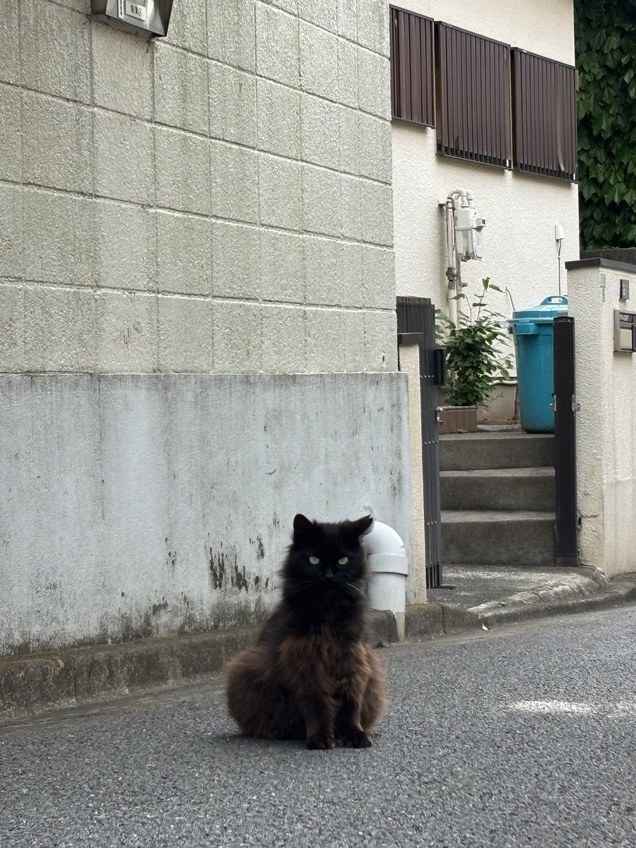 おかもと tweet media