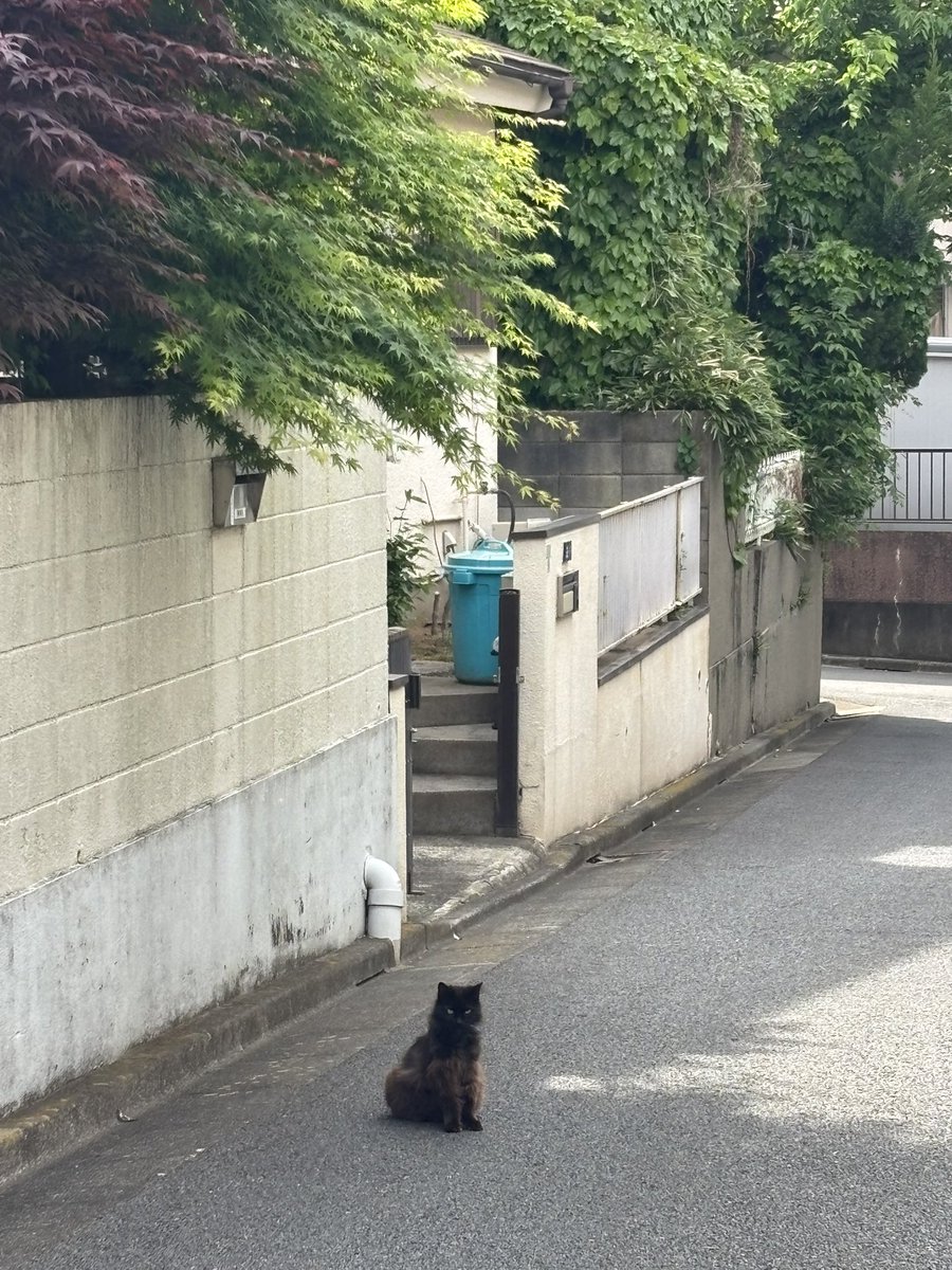 おかもと tweet media