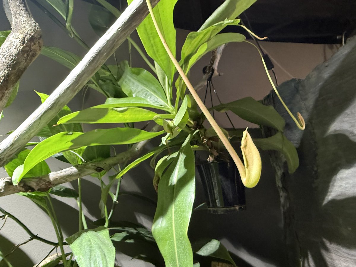 【昨日のカワスイ】
ミランダの方かな？ウツボカズラがあの状態から持ち直して捕虫袋が。しかし、いい加減切り戻しなさいよとかも思う伸び方。下のドロセラは水苔が腐敗してひょろひょろに。