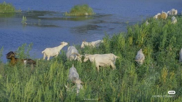 gal౨ৎ tweet media