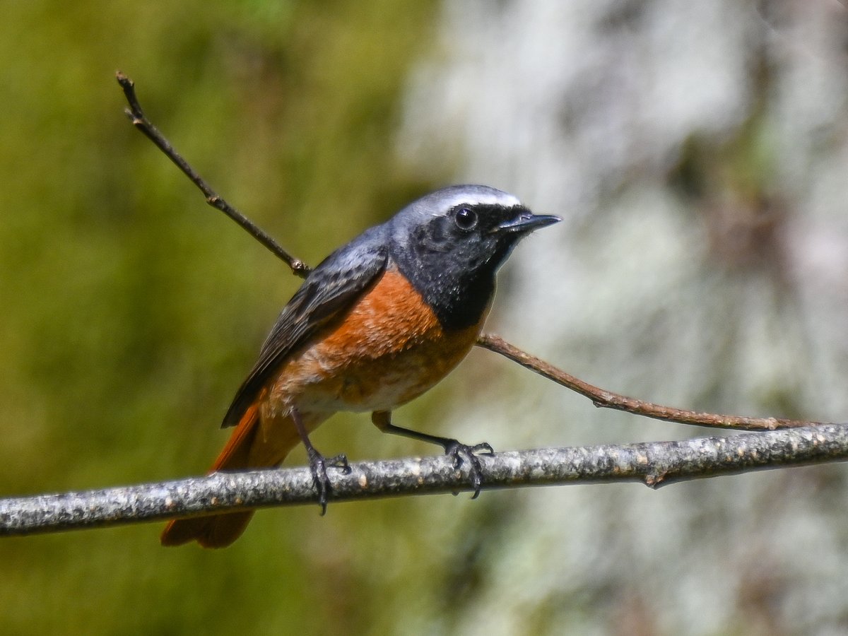 CactusFrankS's tweet image. More (male) Redstarts at @Natures_Voice Gwenffrwd-Dinas than I've ever seen before, all singing or literally fighting over territory
#birdwatching #birdphotography #TwitterNatureCommunity