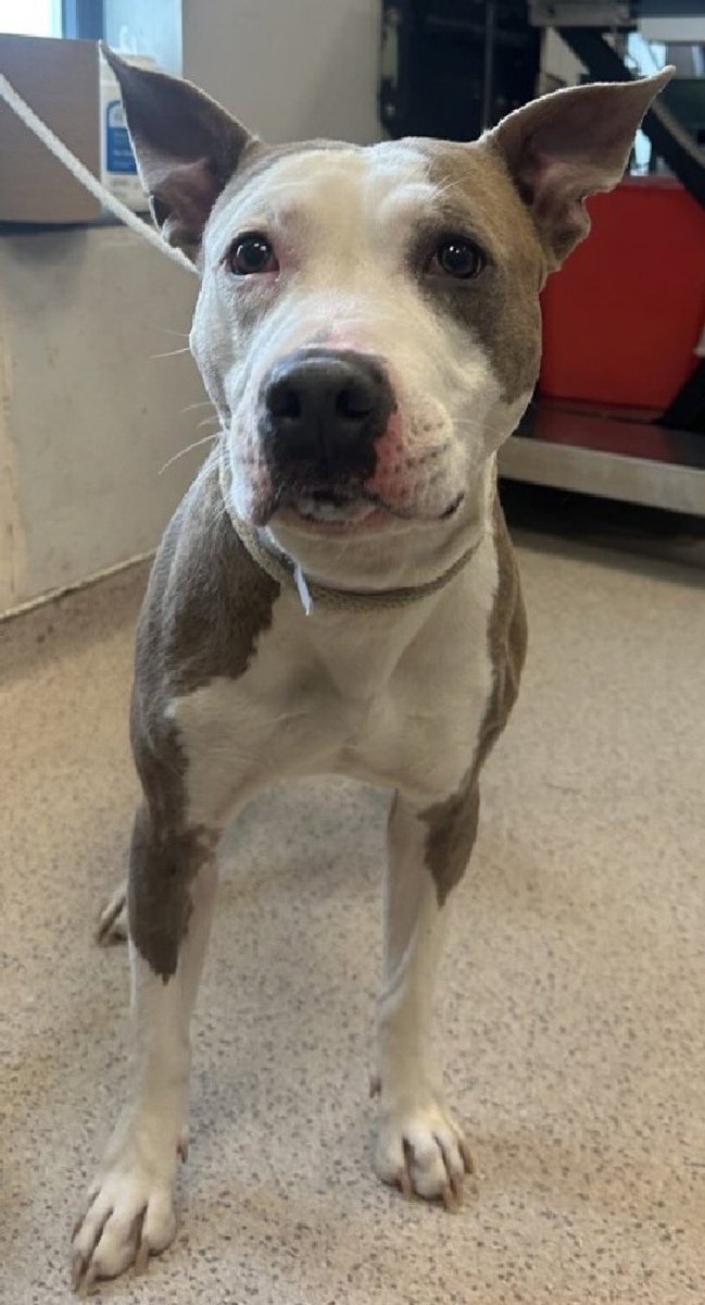 Marley1893797's tweet image. Help poor Indico💔💔
                       🆘💔🆘💔🆘
nycacc.app/#/browse/252509 
#FostersSaveLives #Pledge4Rescue #RescueMe ⬇️⬇️⬇️