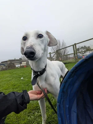 Penny2449's tweet image. #k9hour
Blizzard 3 yr old Lurcher, he's confident, friendly and 
easy going, enjoys human company and has a calm 
gentle nature, a lovely companion for someone, more 
info/adopt him from @LurcherSOS UK