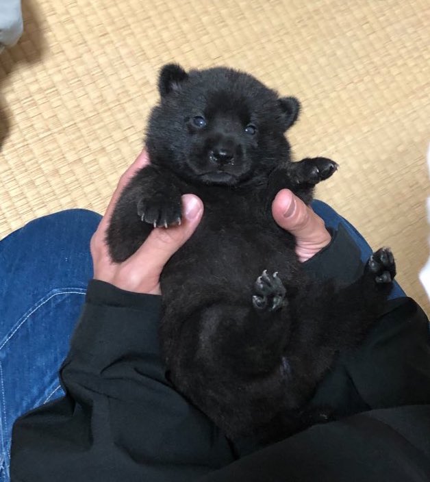 烏海@年末切り絵個展(２人展) tweet media