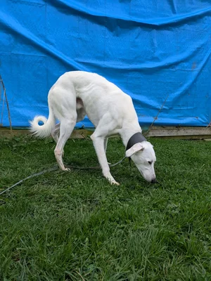 Penny2449's tweet image. #k9hour
Blizzard 3 yr old Lurcher, he's confident, friendly and 
easy going, enjoys human company and has a calm 
gentle nature, a lovely companion for someone, more 
info/adopt him from @LurcherSOS UK