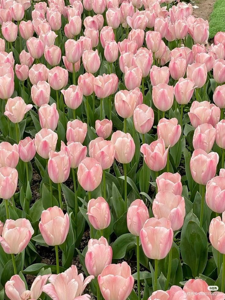 Only Tulips tweet media