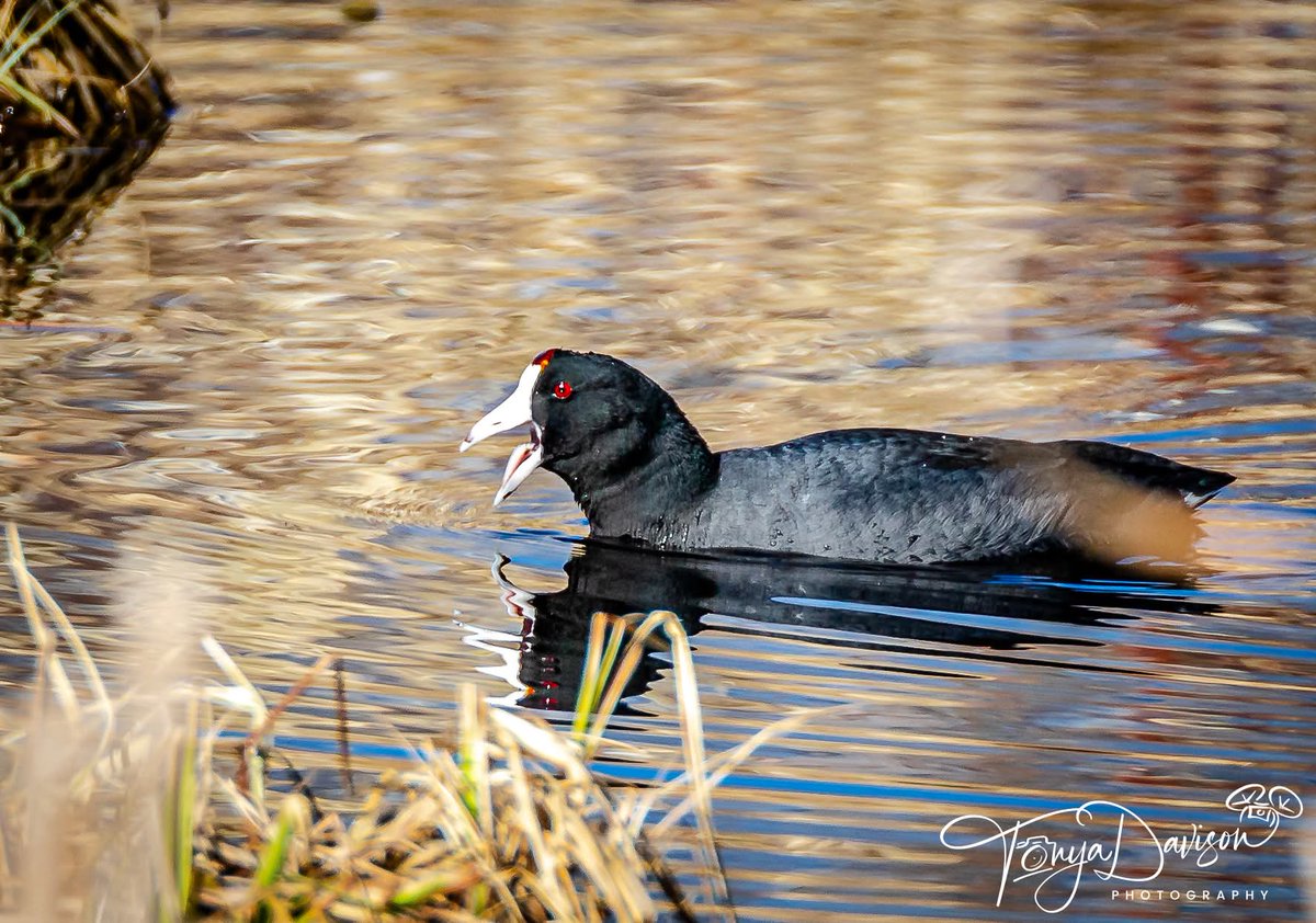 TonyaDavisPhoto's tweet photo. Last week I went to Beaverhill Lake looking for Snow Geese but found American coot's. 
@CanGeo @CanonCanada @BeaverCountyAB @goeastofYEG 
#naturephtography #americancoot #waterfowl #wildlifephotography #alberta #canada https://t.co/FAE5HibaQU