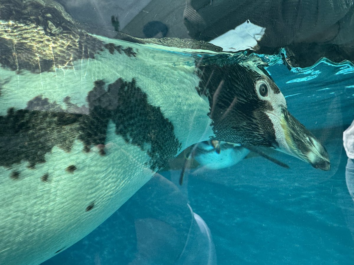 みきまる【公式】 tweet media