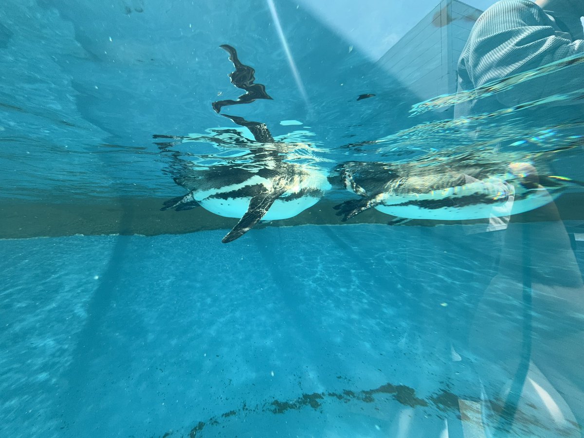 みきまる【公式】 tweet media