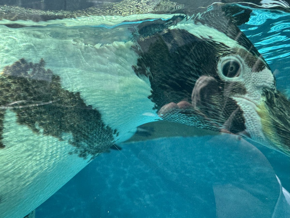 みきまる【公式】 tweet media