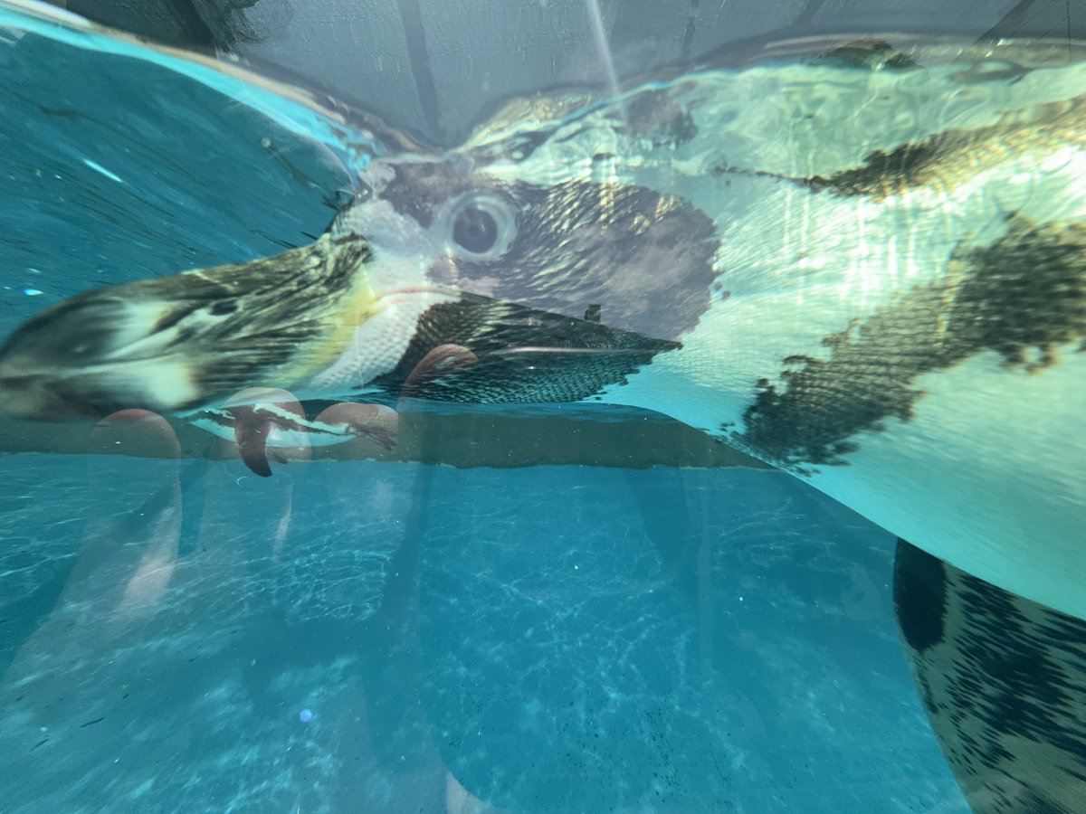 みきまる【公式】 tweet media