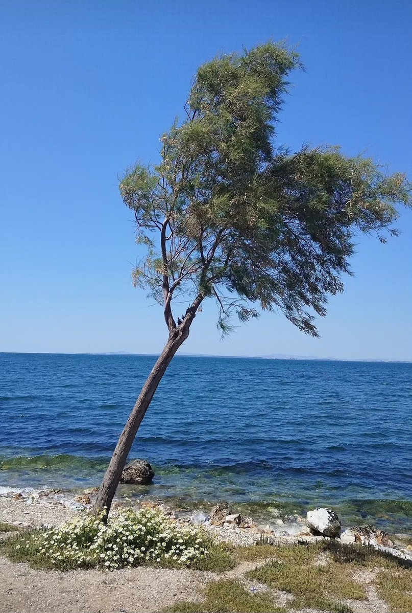 "Sen hür İnsan !
Seveceksin denizi herzaman..."  Baudelaire