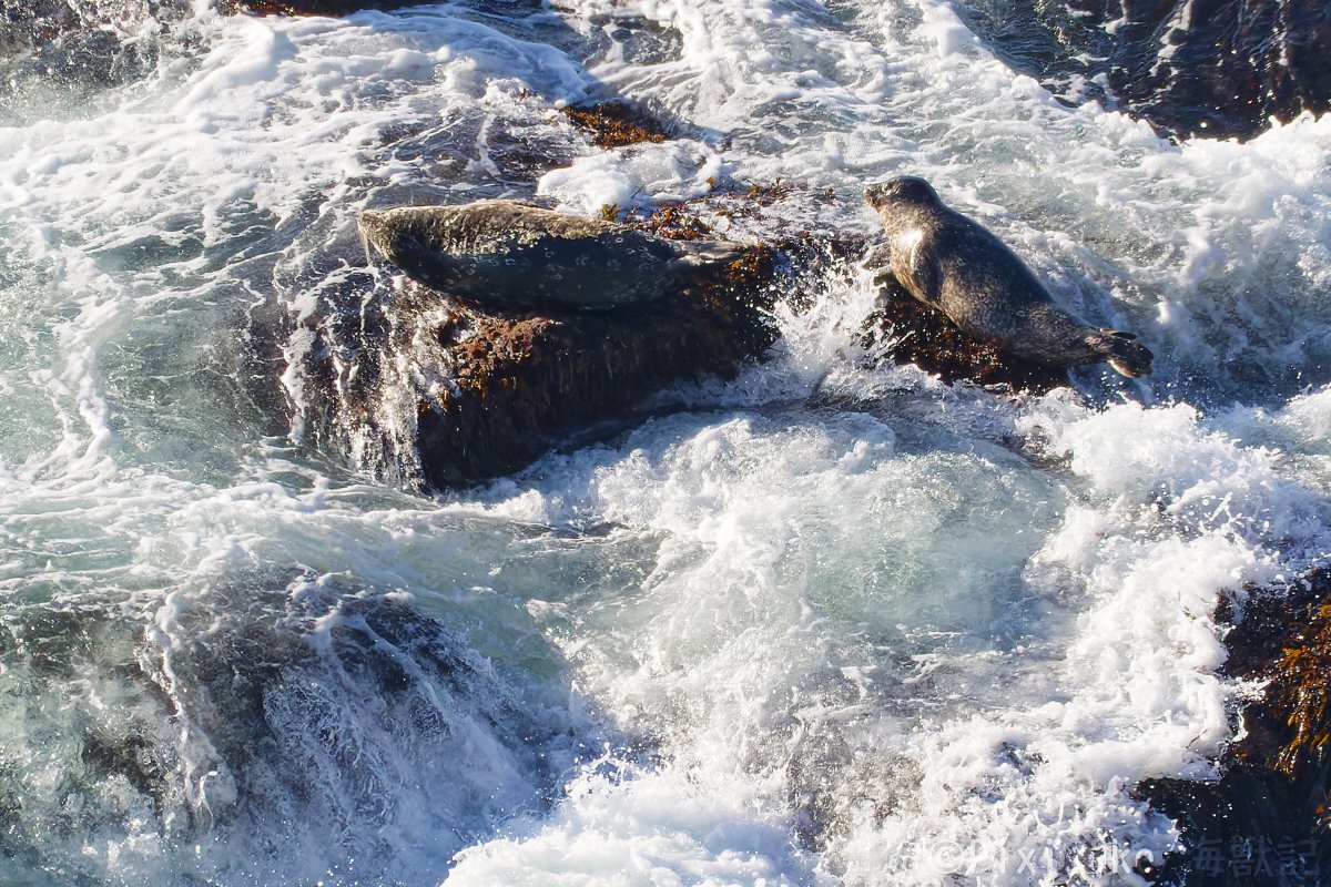 spottedseal1's tweet image. ざっぱんざっぱん打ち寄せる大波とアザラシたち。決して流されない揺るぎのない信念です😄
#ゴマフウイーク #アザラシ #seal