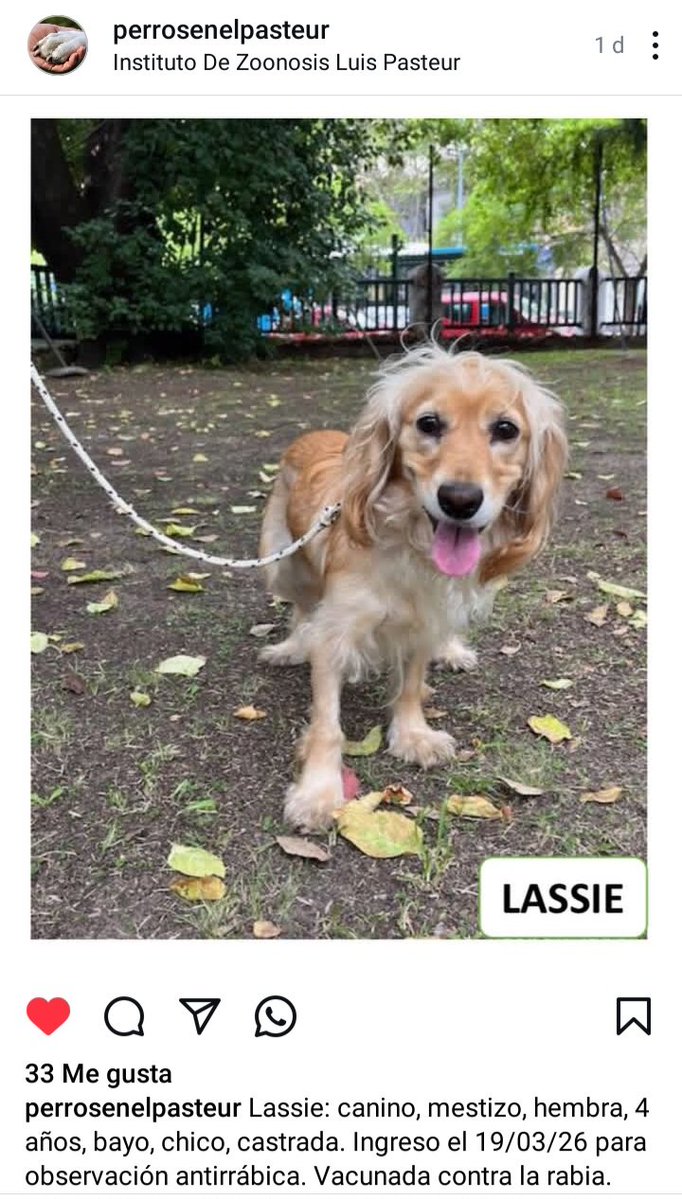 Me llamo LASSIE💗 Estoy encerrada en una jaula del PASTEUR😢
🙏🙏🙏 QUIERO VIVIR EN FAMILIA, RUEGO ALGUIEN QUE ME VENGA A ADOPTAR, alguien que me salve 👇
(Diaz Velez 4821 CABA)