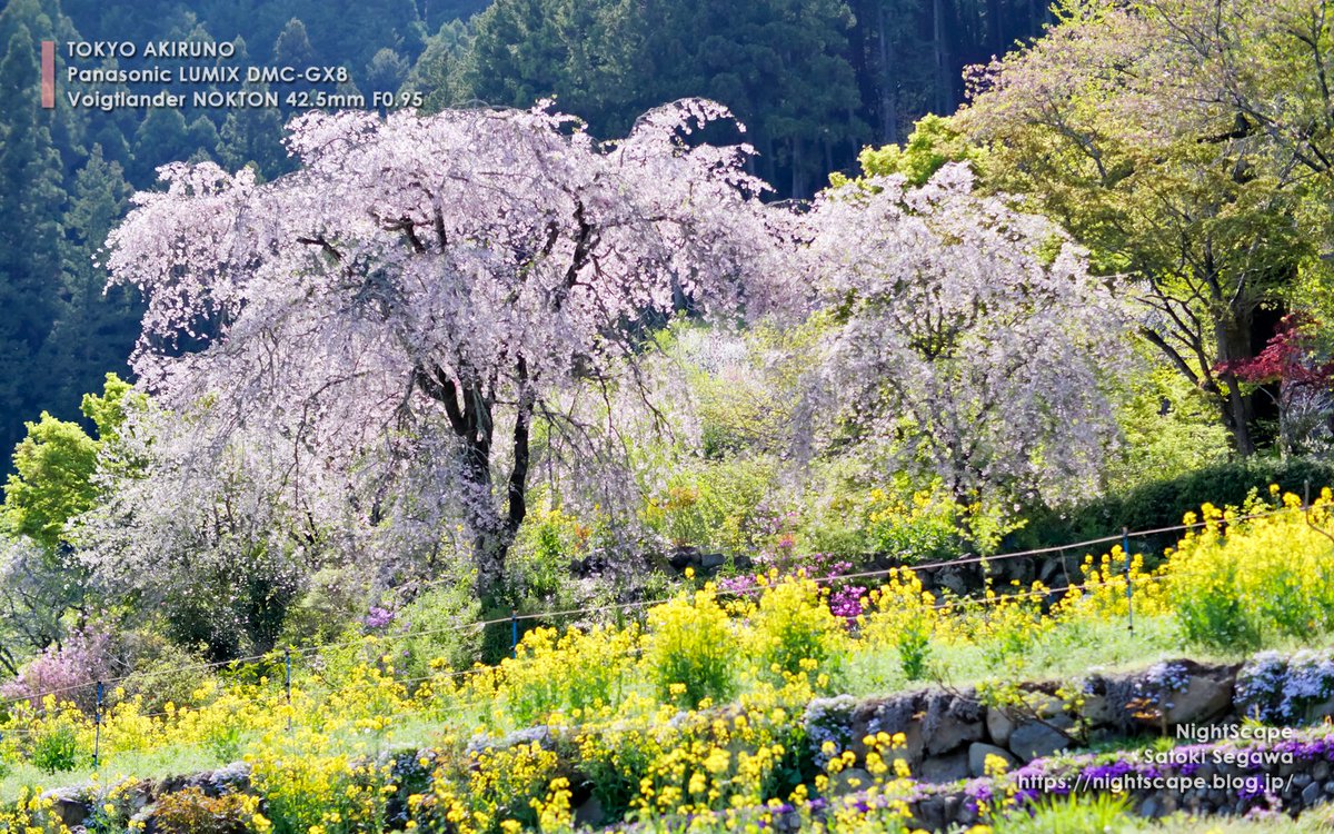 花に囲まれ 龍珠院 Panasonic LUMIX DMC-GX8 Voigtlander NOKTON 42.5