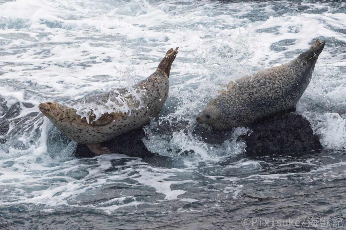 spottedseal1's tweet image. 大荒れ真冬の北海道、岩場でゴロゴロしていたゴマフアザラシですが、不意に来た大波に押し流される瞬間🌊
左のアザラシは流れていって、右のアザラシは残りました🦭
#ゴマフウイーク #アザラシ #seal #野生のアザラシ