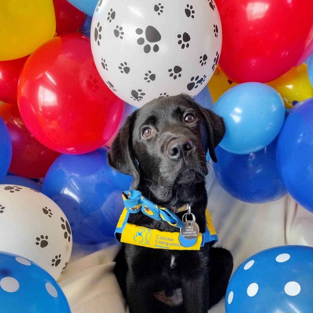canineorg's tweet image. 🚨FEW MORE DAYS LEFT! 📸 Send us your best Canine Companions #puppy photos by April 30 for a chance to be featured in the 2027 puppy #calendar! 🐶📅 

➡️ Submit yours by emailing them to stories@canine.org.

#photos #puppies #photography #photoshoot